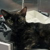 adoptable Cat in chico, CA named Bloom