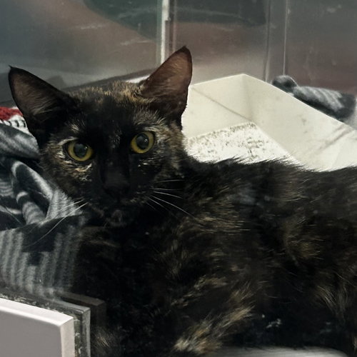BLOOM - Domestic Short Hair available for adoption