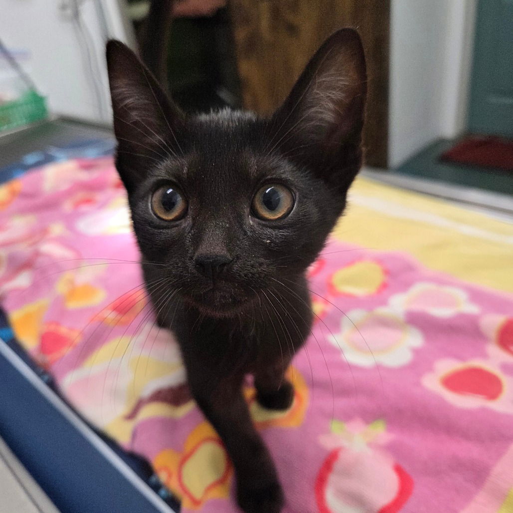 adoptable Cat in Chico, CA named Tecna