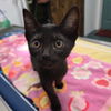 adoptable Cat in chico, CA named Tecna