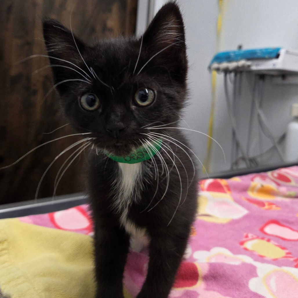adoptable Cat in Chico, CA named Love-A-Lot Bear