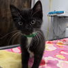 adoptable Cat in chico, CA named Love-A-Lot Bear
