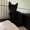 adoptable Cat in chico, CA named Stanley