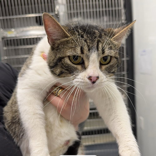 picture of the cat needing adoption