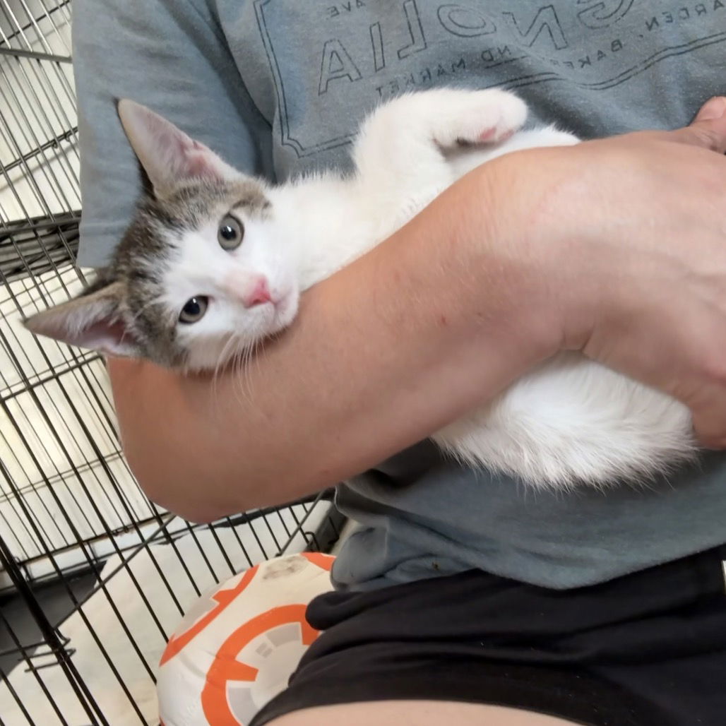 adoptable Cat in Chico, CA named Eugene