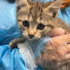 adoptable Cat in chico, CA named Magnolia
