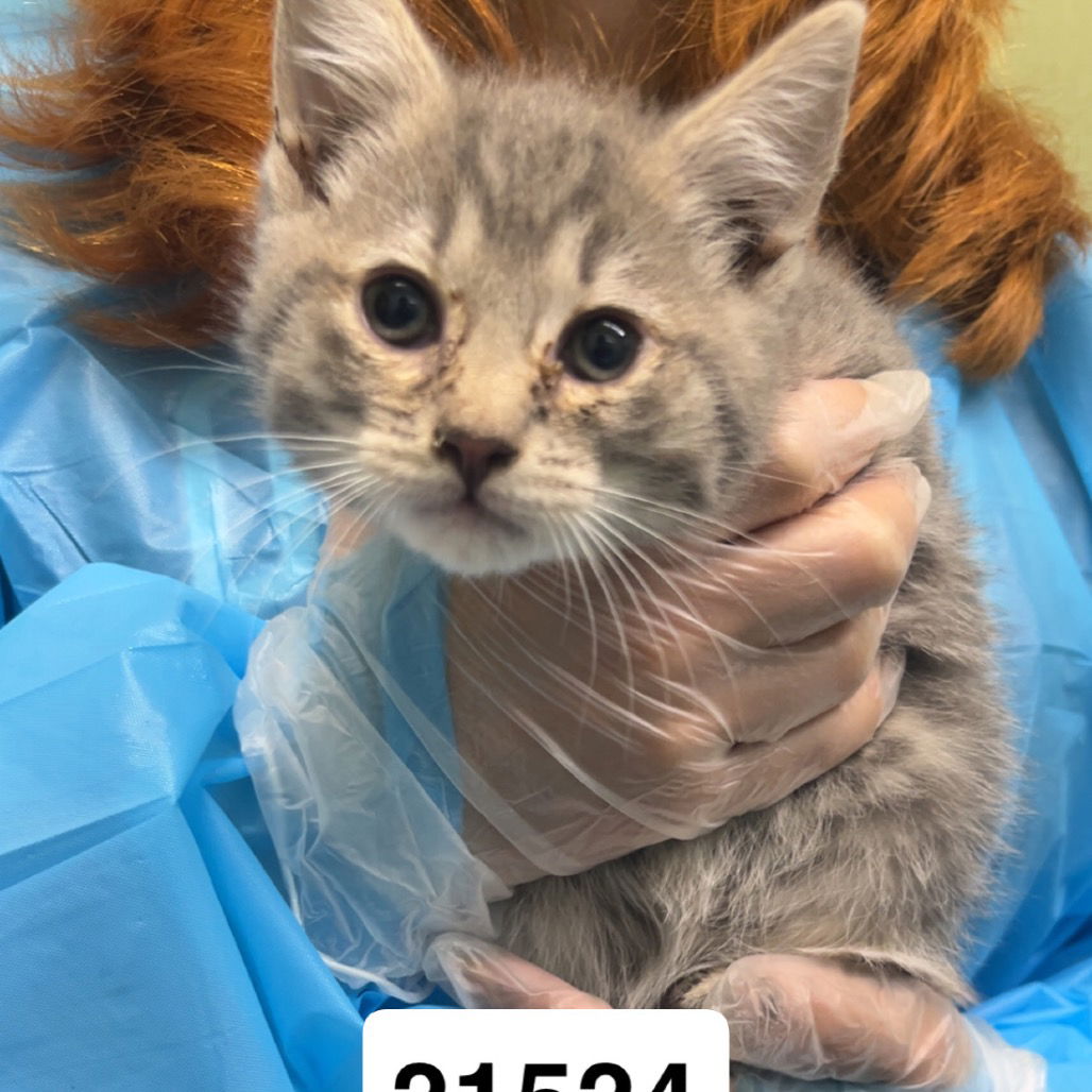 adoptable Cat in Chico, CA named Oak