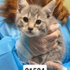 adoptable Cat in chico, CA named Oak