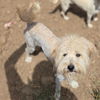 adoptable Dog in chico, CA named Scooby