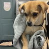 adoptable Dog in chico, CA named Tippie