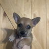 adoptable Dog in chico, CA named Avena