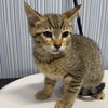 adoptable Cat in chico, CA named Banner