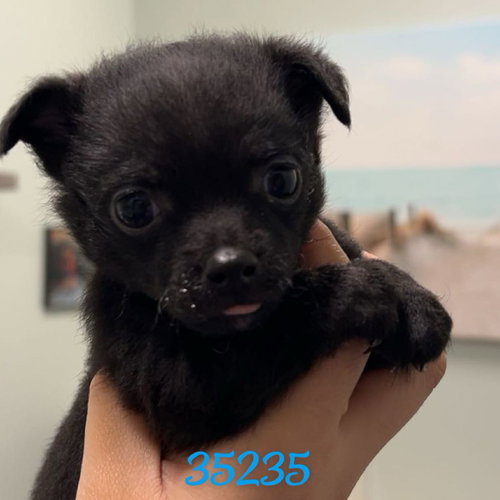 CHUCKLES - Chihuahua / Pug available for adoption