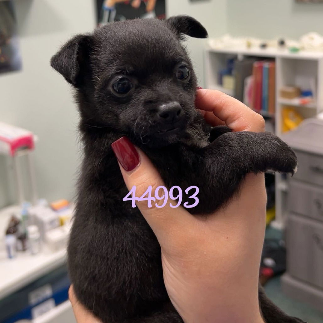 adoptable Dog in Chico, CA named Giggles