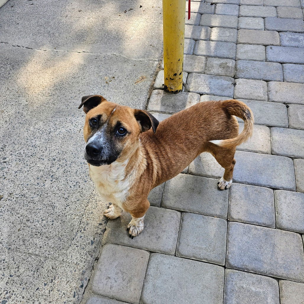 adoptable Dog in Chico, CA named Bugati