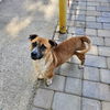 adoptable Dog in chico, CA named Bugati