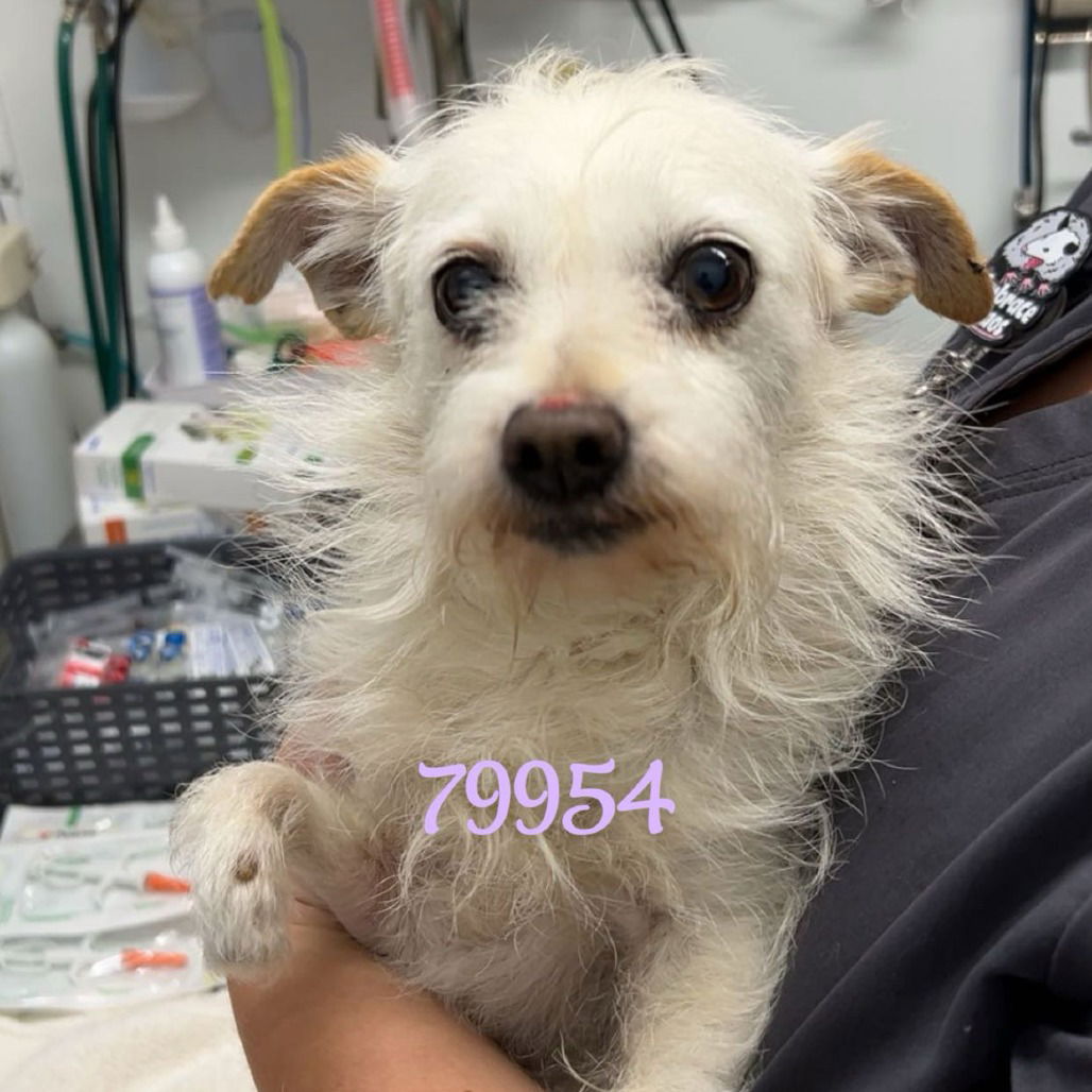 adoptable Dog in Chico, CA named Pinky