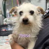 adoptable Dog in chico, CA named Pinky