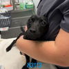adoptable Dog in chico, CA named Slate