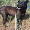 adoptable Dog in chico, CA named Kaylee