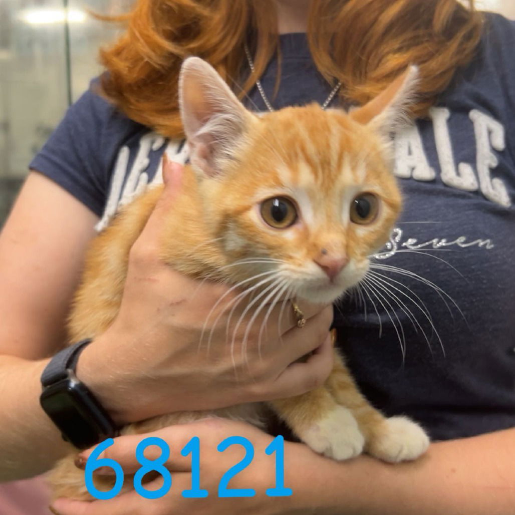 adoptable Cat in Chico, CA named Chesham