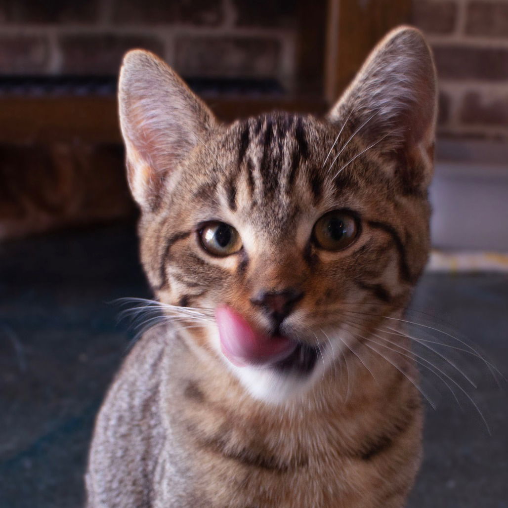 adoptable Cat in Chico, CA named Finsbury