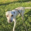 adoptable Dog in chico, CA named Carnelian
