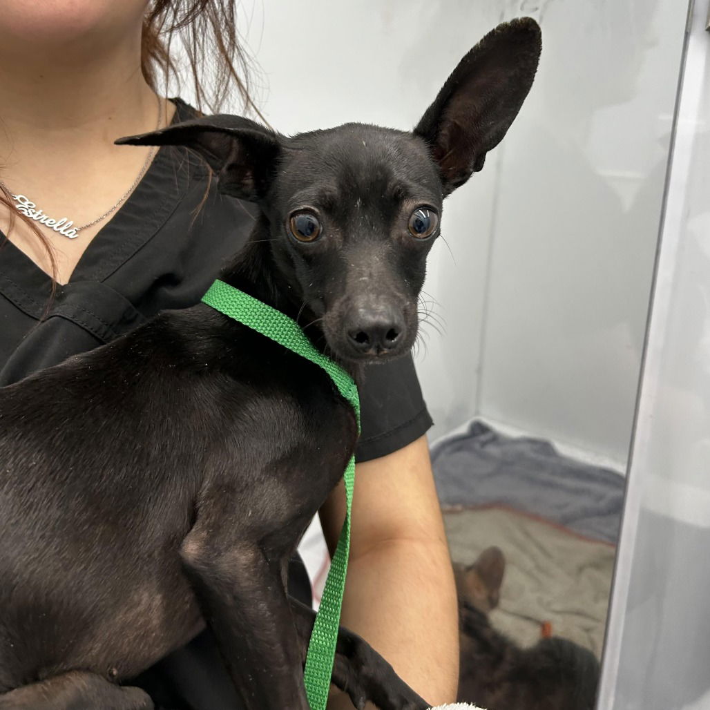 adoptable Dog in Chico, CA named Estrella