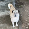 adoptable Dog in chico, CA named Lexi