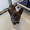adoptable Dog in chico, CA named Romeo