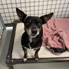 adoptable Dog in chico, CA named Yasmin
