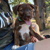 adoptable Dog in chico, CA named Splashy