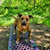 adoptable Dog in chico, CA named Skye