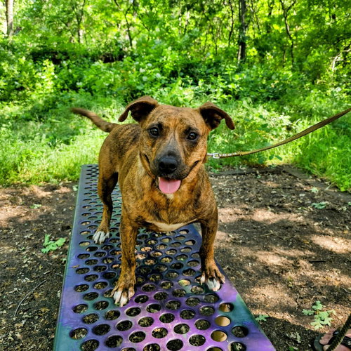 SKYE - American Staffordshire Terrier / Basset Hound available for adoption