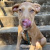 adoptable Dog in chico, CA named Puddles