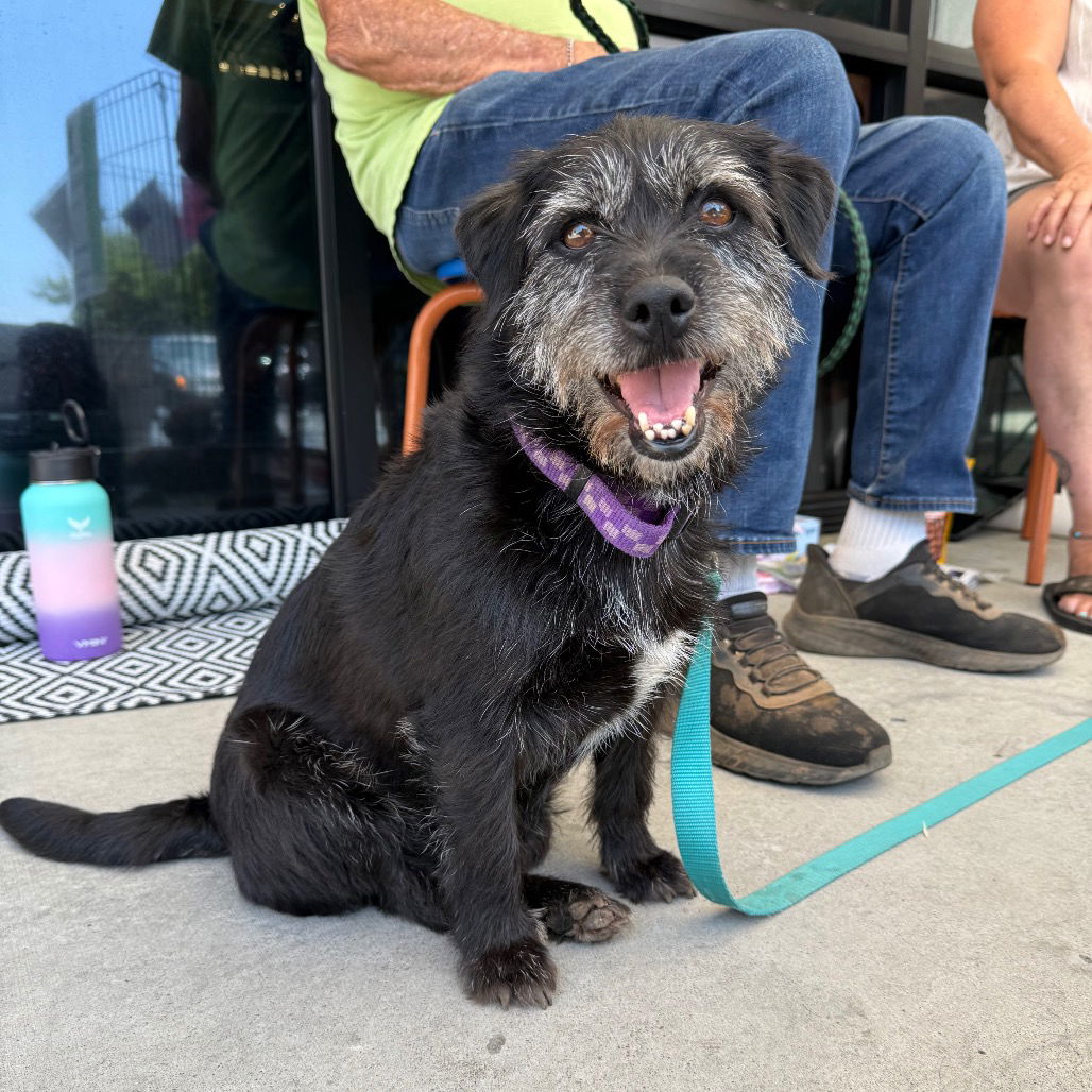 adoptable Dog in Chico, CA named Poppy