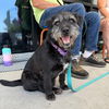 adoptable Dog in chico, CA named Poppy