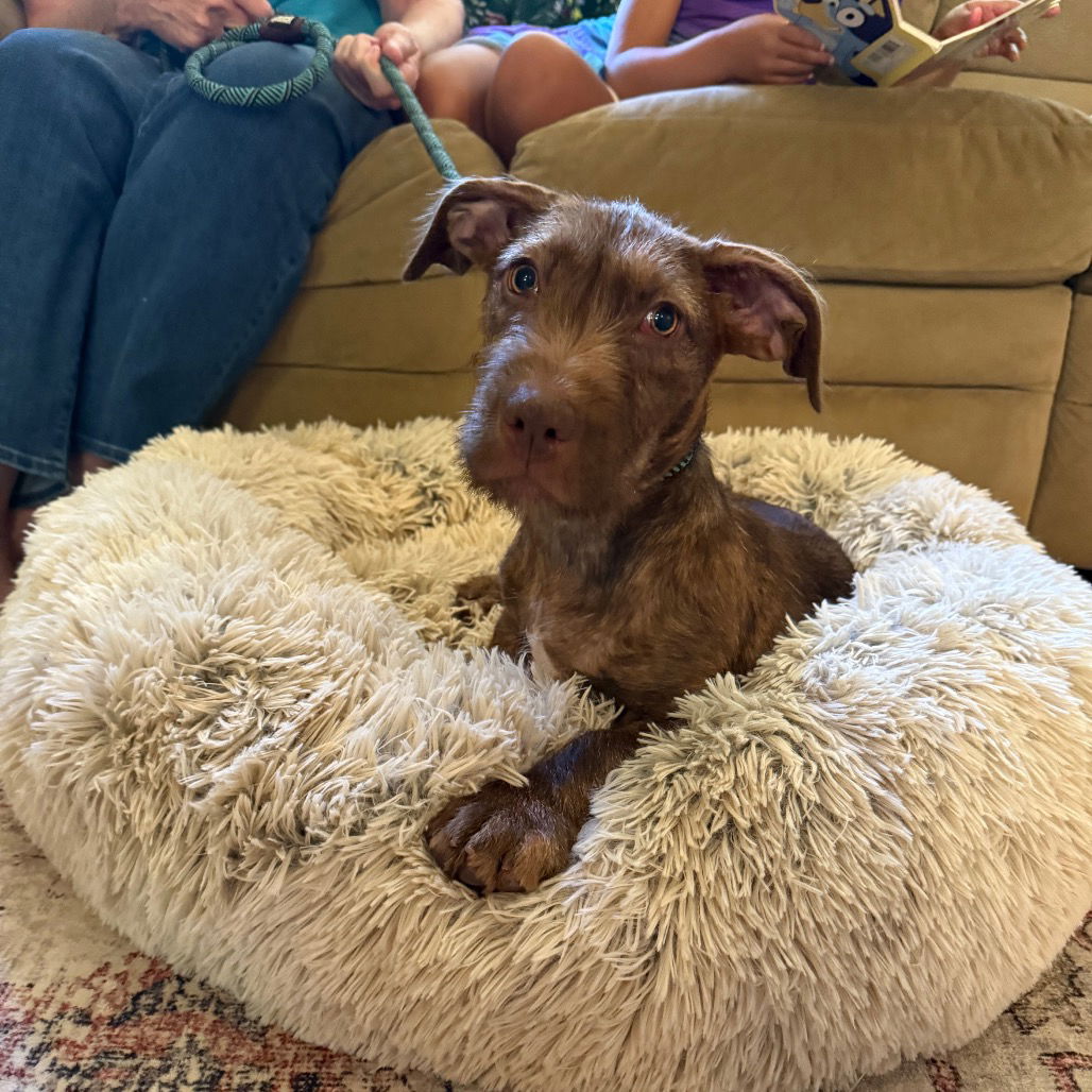 adoptable Dog in Chico, CA named Kermit