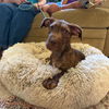 adoptable Dog in chico, CA named Kermit