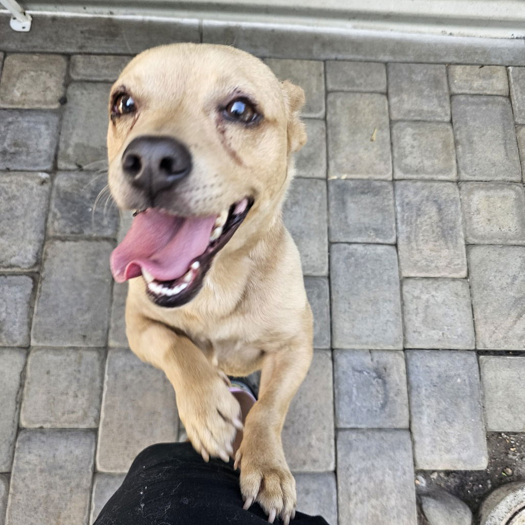 adoptable Dog in Chico, CA named Mojito