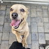 adoptable Dog in chico, CA named Mojito