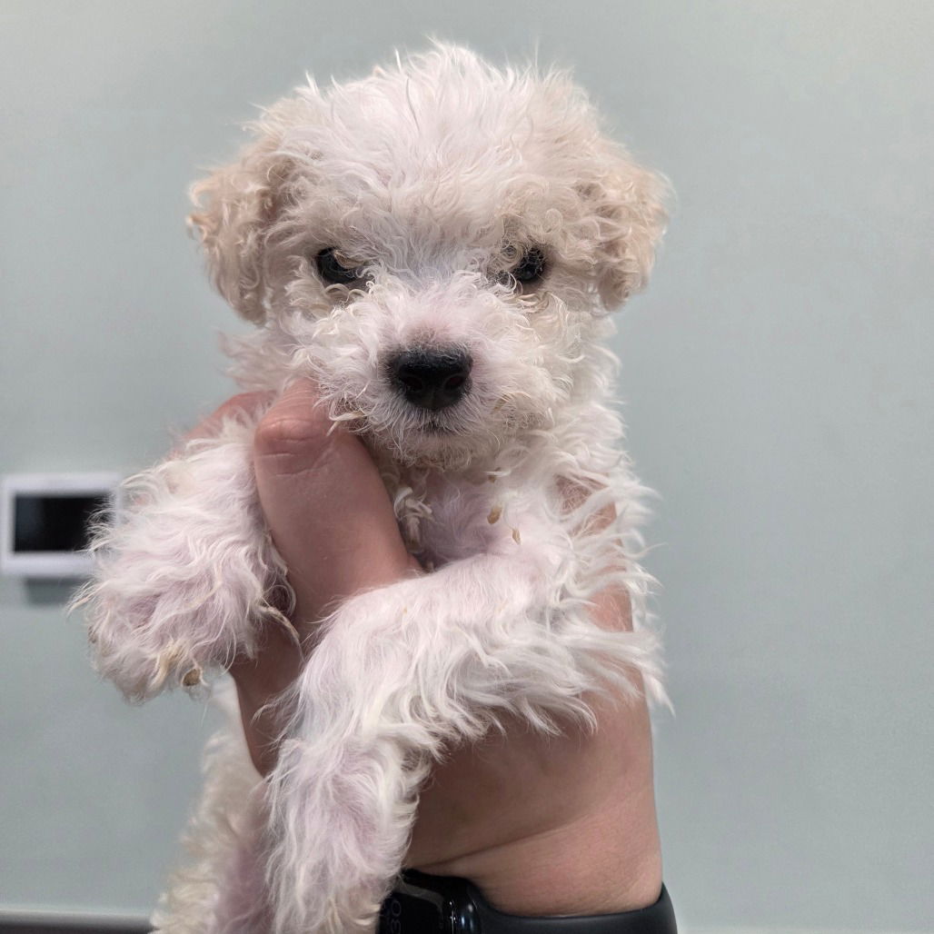 adoptable Dog in Chico, CA named Pongo