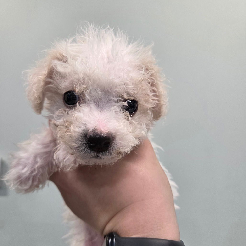 adoptable Dog in Chico, CA named Perdy