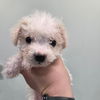 adoptable Dog in chico, CA named Perdy