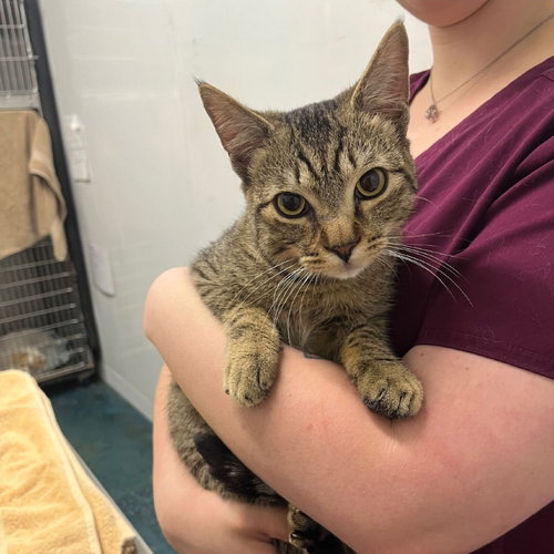 picture of the cat needing adoption