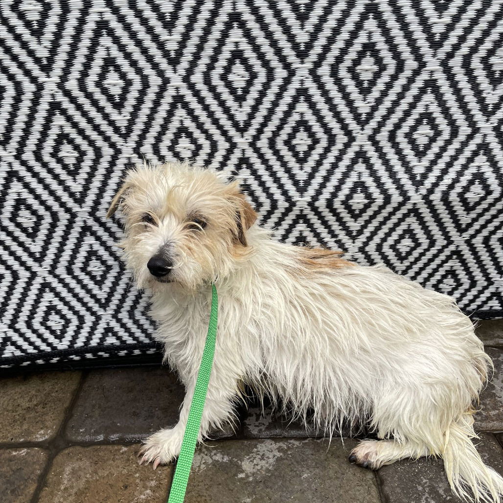 adoptable Dog in Chico, CA named Charm