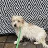 adoptable Dog in chico, CA named Charm