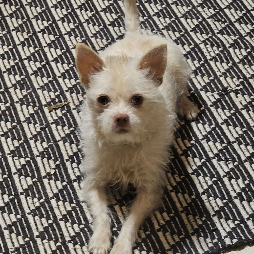 adoptable Dog in Chico, CA named Napoleon