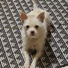 adoptable Dog in chico, CA named Napoleon