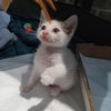 Tres Leches - Photo 1